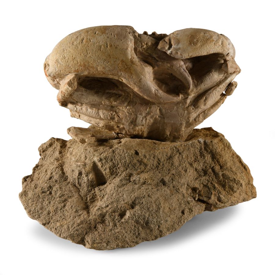 Natural History - Fossil Crab on Matrix
