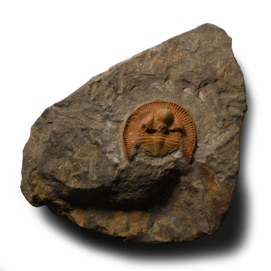 Natural History - Fossil Declivolithus Trilobite
