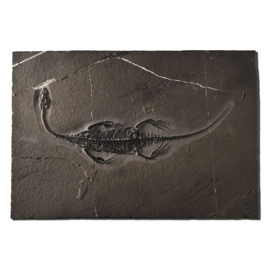 Natural History - Fossil Keichousaurus Marine Reptile Skeleton
