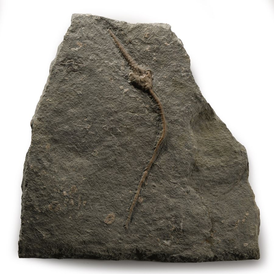 Natural History - Crinoid Fossil Display Plate