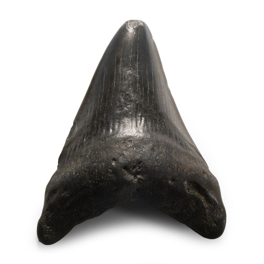 Natural History - Megalodon Giant Shark Fossil Tooth