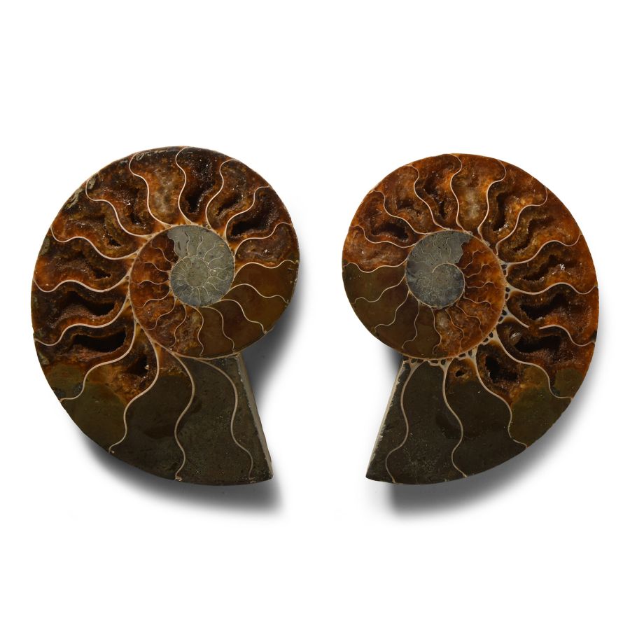 Natural History - Cut and Polished Fossil Ammonite