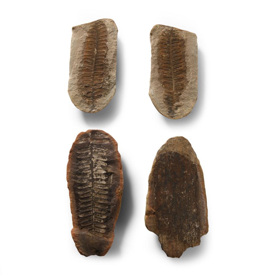 Natural History - Fossil Seed Fern Group