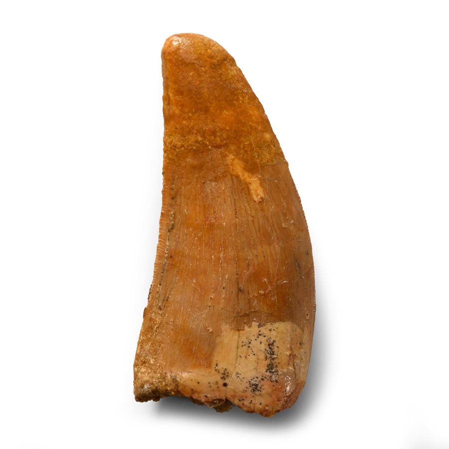 Natural History - Fossil African 'T-Rex' Tooth