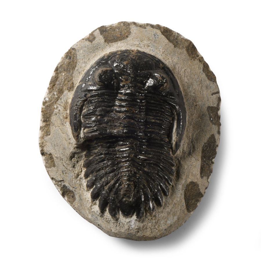 Natural History - Fossil Metcanthina Trilobite