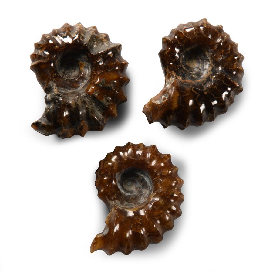 Natural History - Polished Douvilleiceras Fossil Ammonite Group