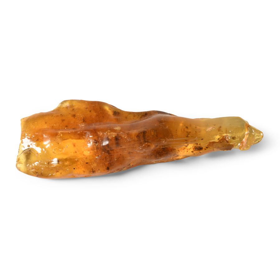 Natural History - Polished Copal with Insects