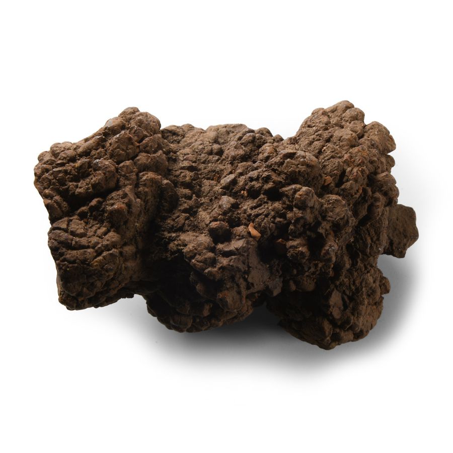 Natural History - Fossil Turtle Coprolite