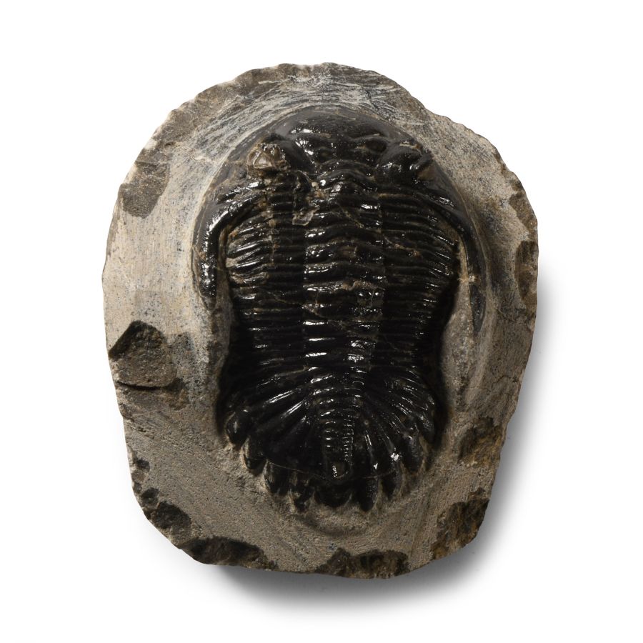 Natural History - Fossil Metcanthina Trilobite