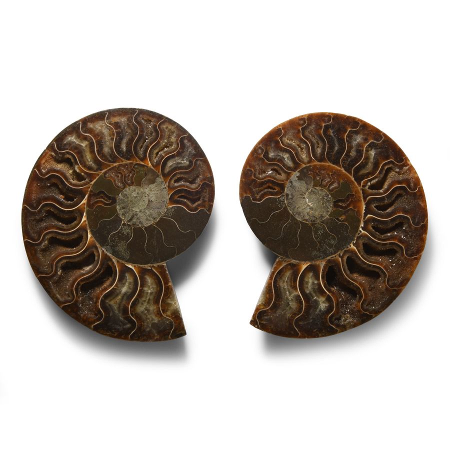 Natural History - Cut and Polished Fossil Ammonite