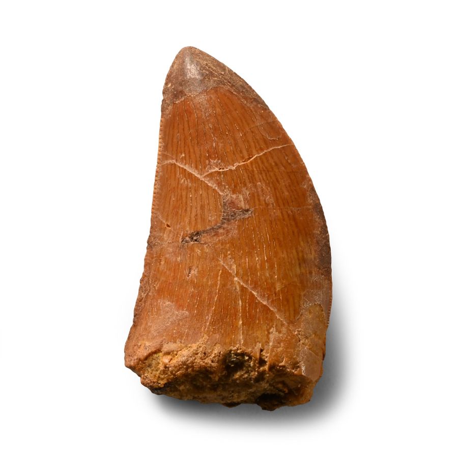 Natural History - Fossil African 'T-Rex' Tooth