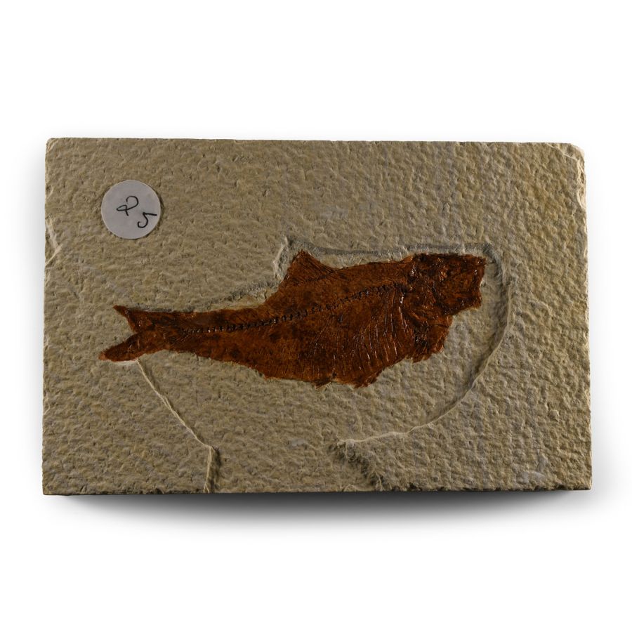 Natural History - Fossil Diplomystus Fish