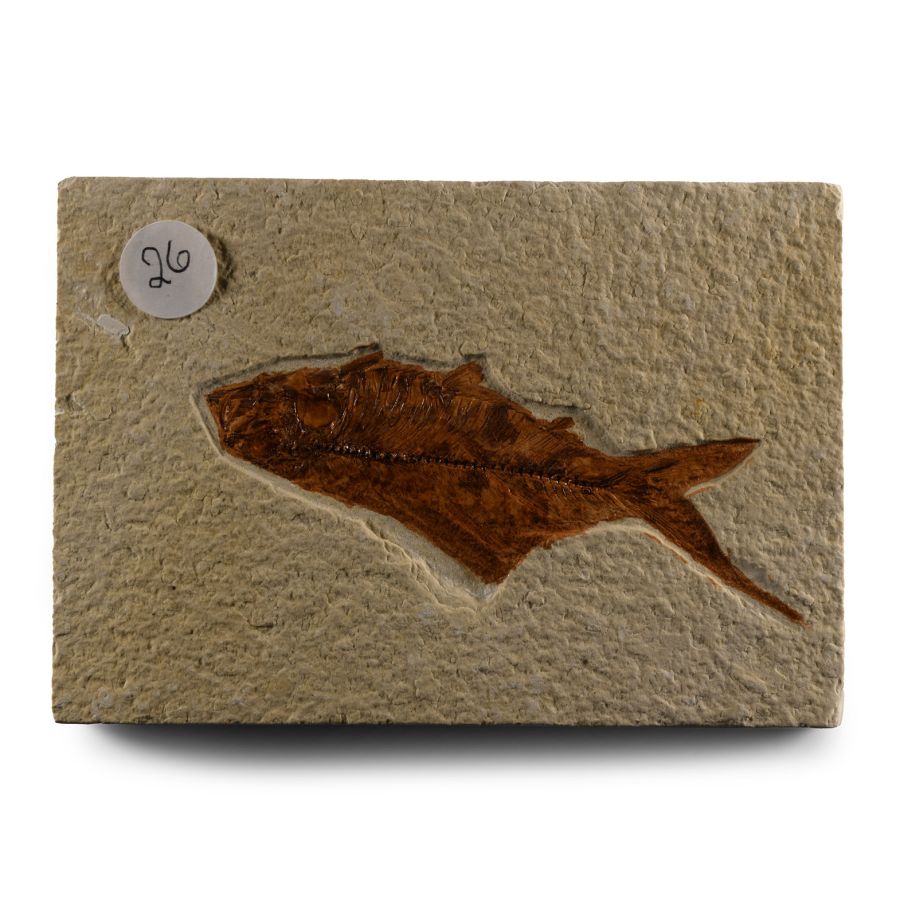 Natural History - Knightia Fossil Fish
