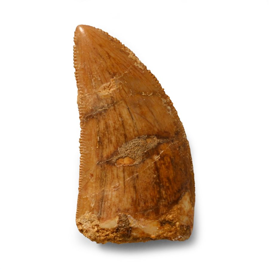 Natural History - Fossil African 'T-Rex' Tooth