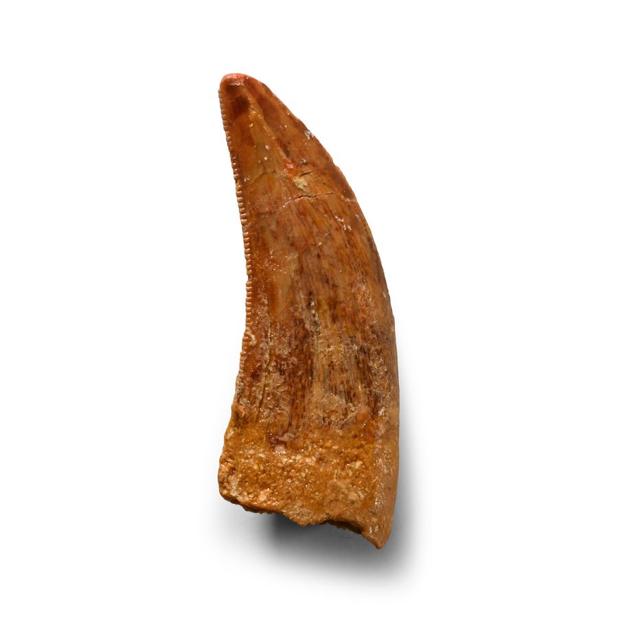 Natural History - Fossil Bahariasaurus Dinosaur Tooth