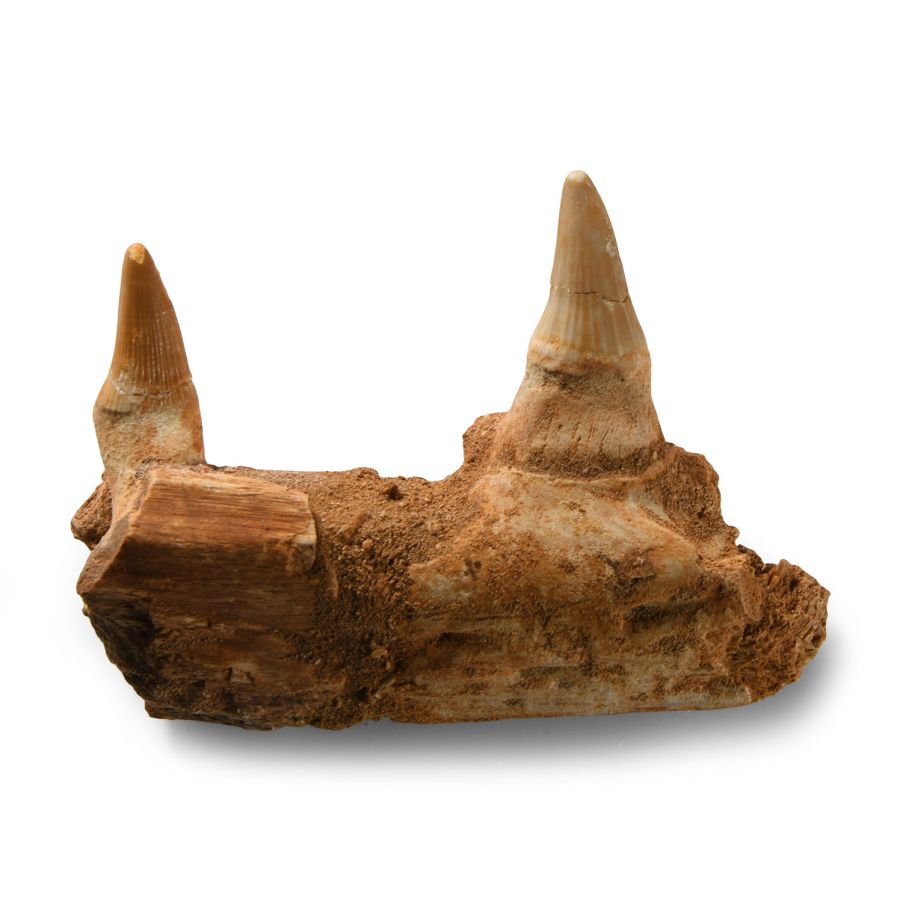 Natural History - Mosasaur Jaw Section