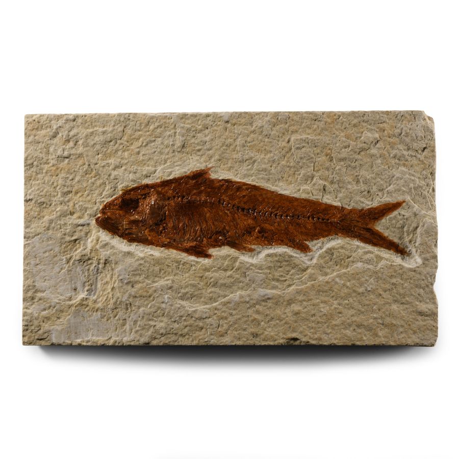Natural History - Knightia Fossil Fish