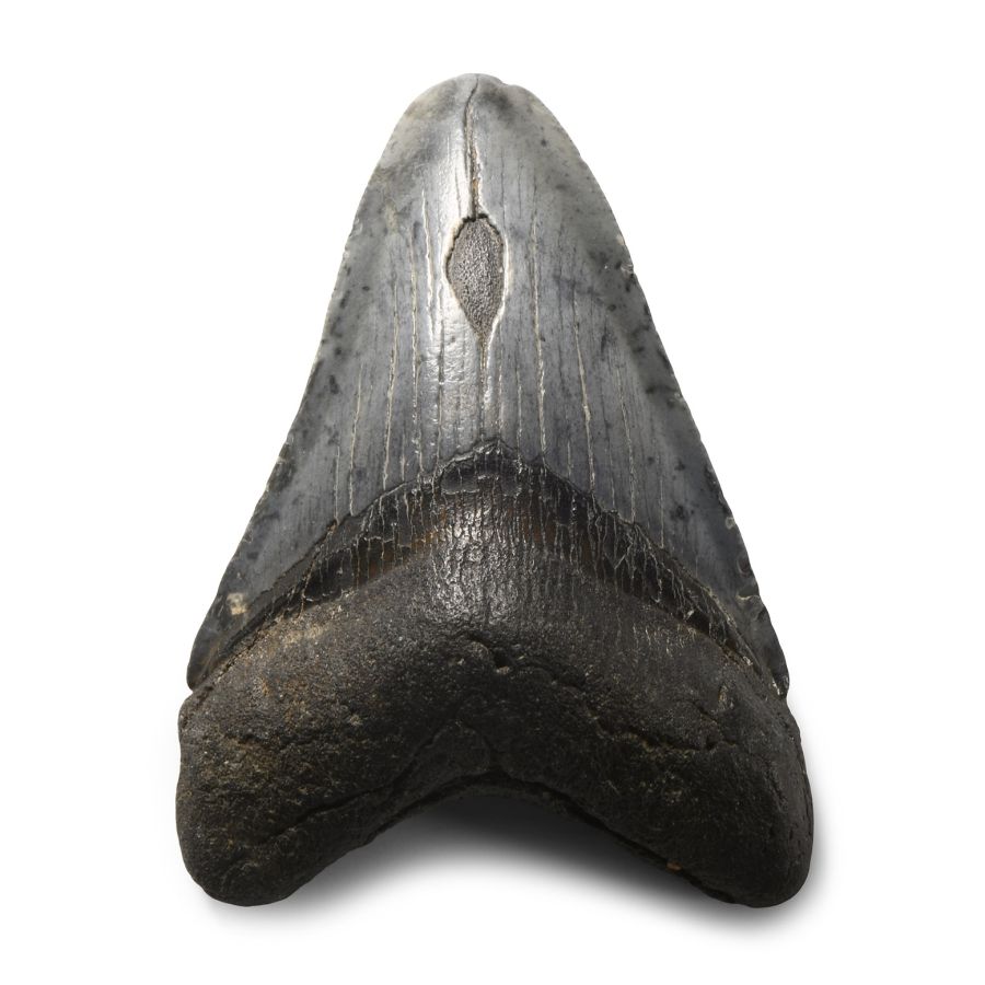 Natural History - Megalodon Giant Shark Fossil Tooth