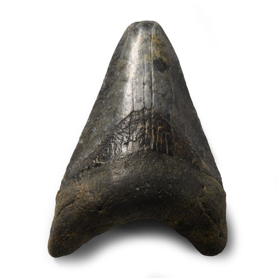 Natural History - Megalodon Giant Shark Fossil Tooth