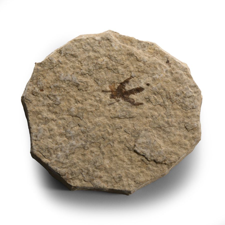 Natural History - Fossil Fly