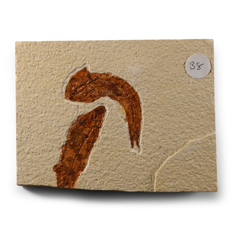 Natural History - Knightia Fossil Fish