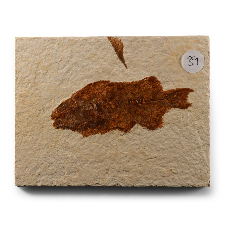 Natural History - Fossil Diplomystus Fish