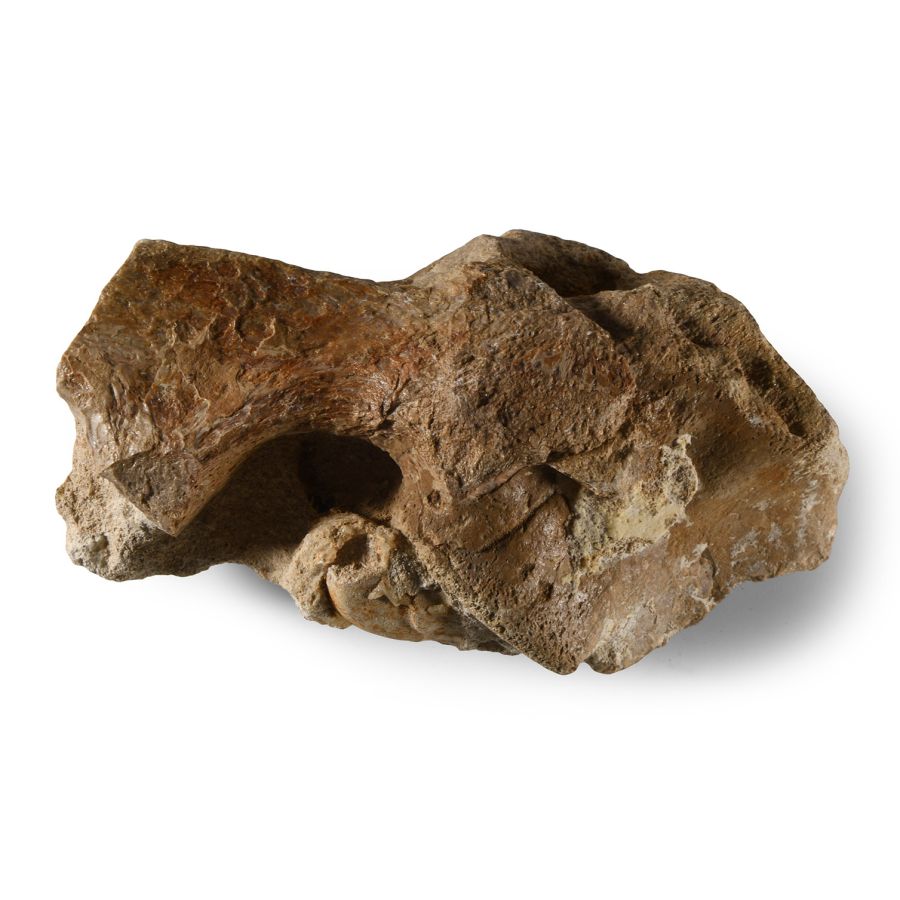 Natural History - Fossil Deltadromeus Theropod Dinosaur Vertebra