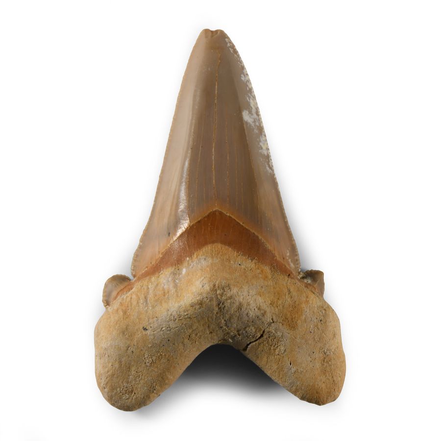 Natural History - Large Fossil Otodus Shark Tooth