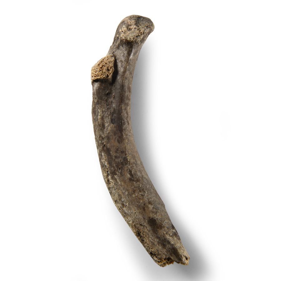 Natural History - Fossil Cave Bear Rib Bone