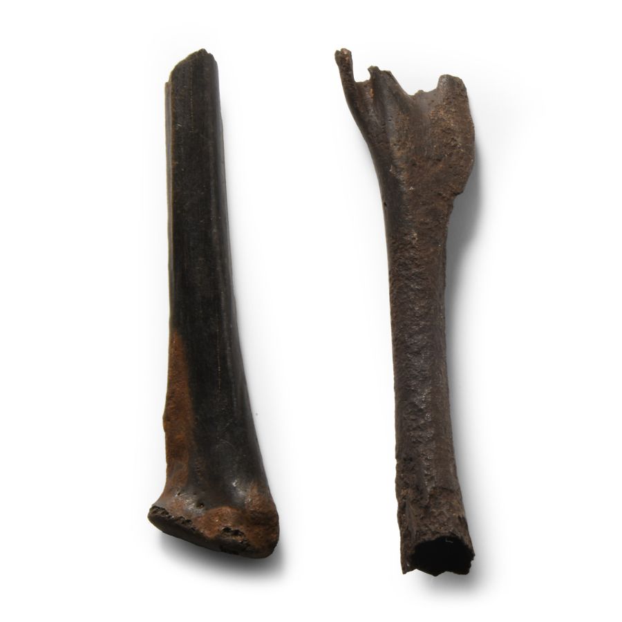 Natural History - Fossil Bird Bone Group