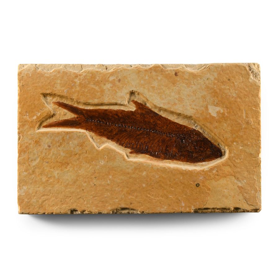 Natural History - Knightia Fossil Fish