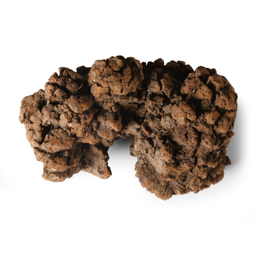Natural History - Fossil Turtle Coprolite