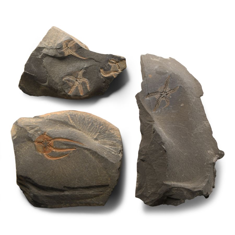 Natural History - Fossil Brittle Star Group