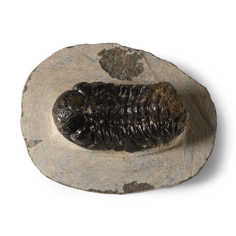 Natural History - Fossil Speculator Trilobite