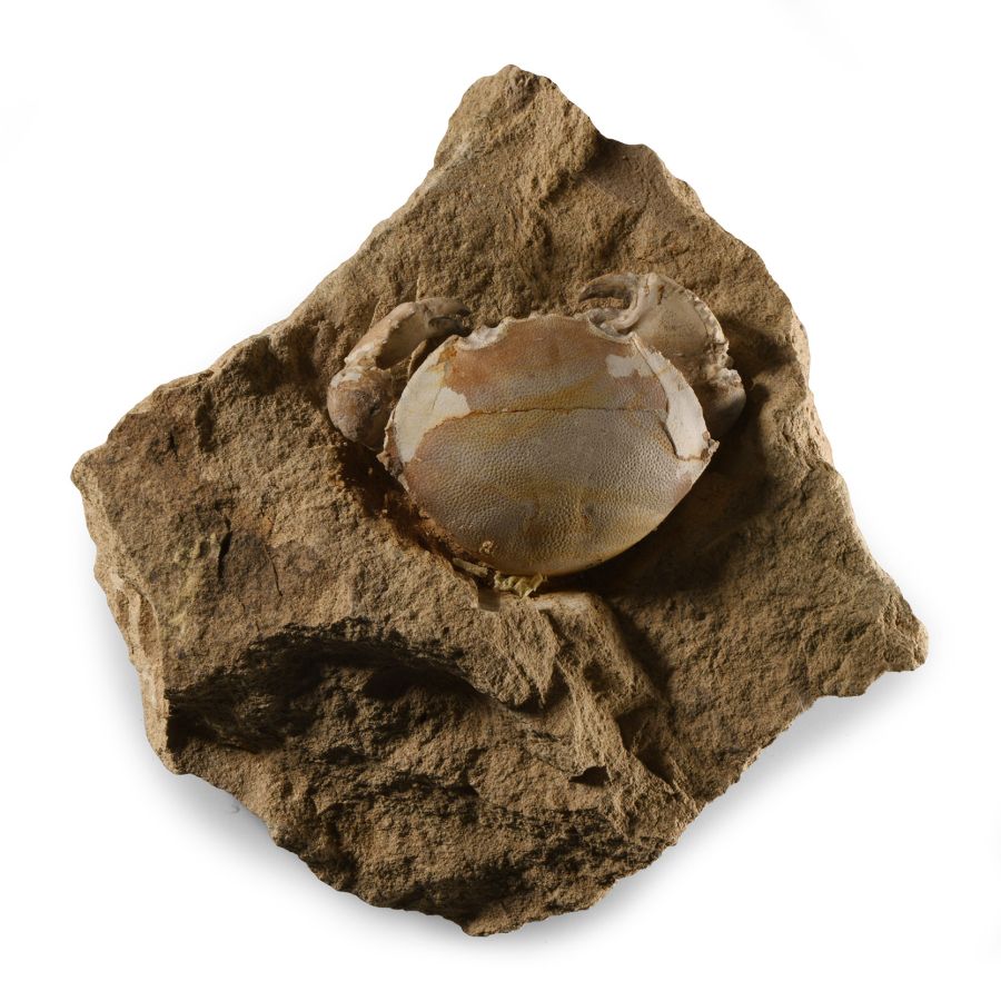 Natural History - Fossil Crab