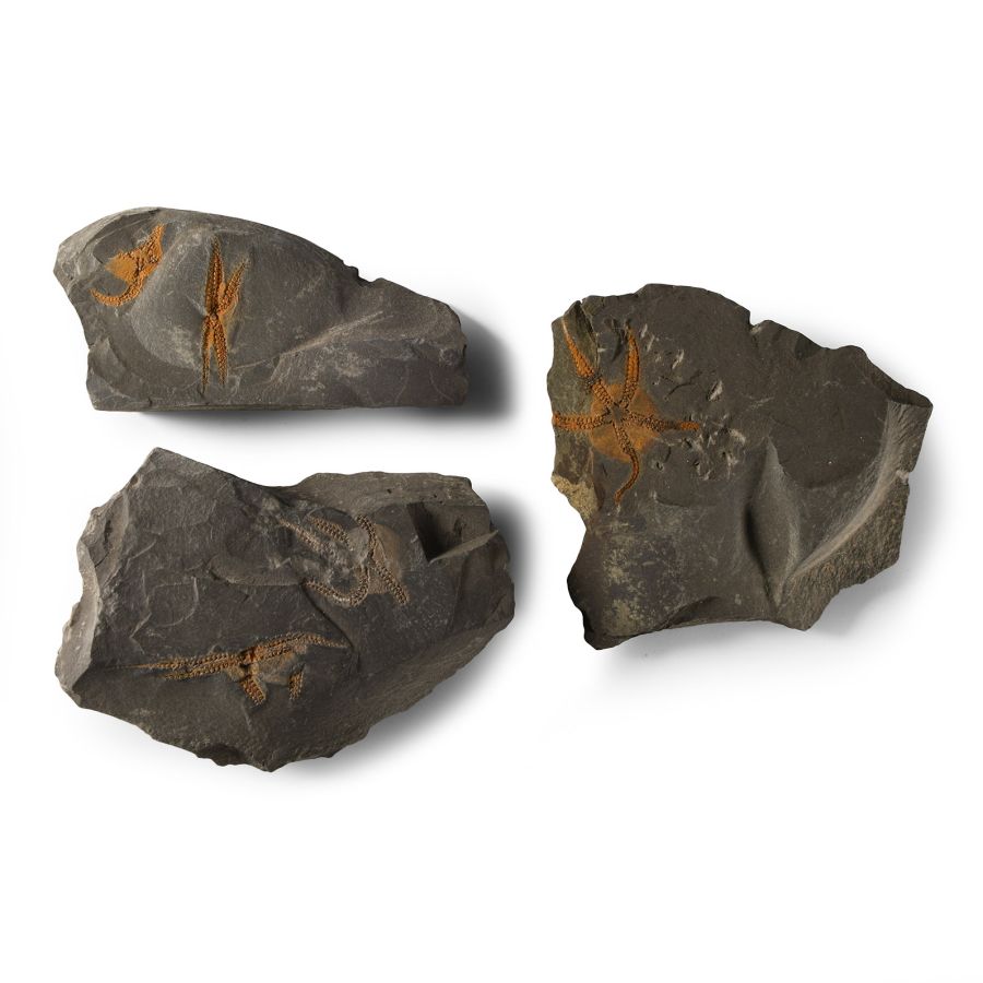 Natural History - Fossil Brittle Star Group