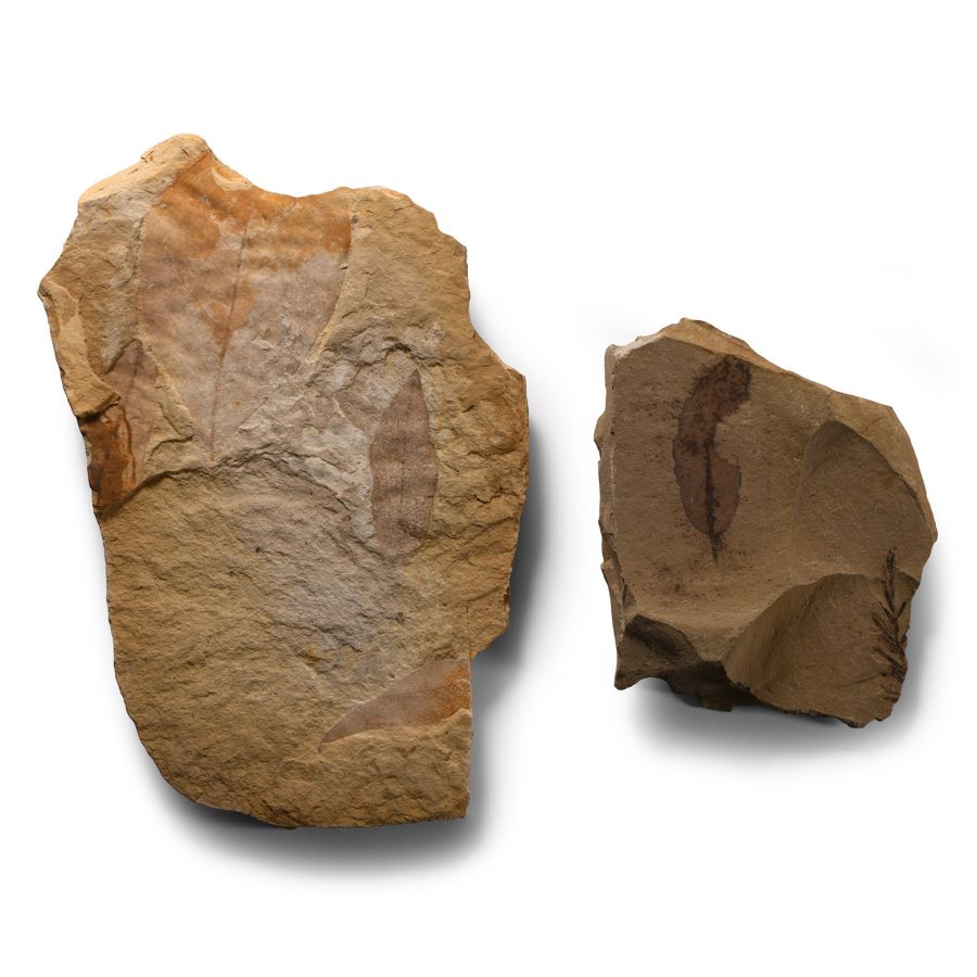 Natural History - Fossil Leaf Group