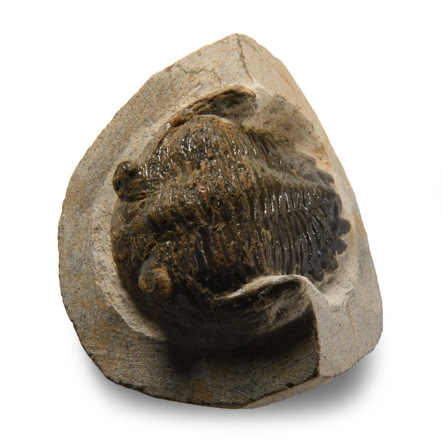 Natural History - Fossil Metcanthina Trilobite