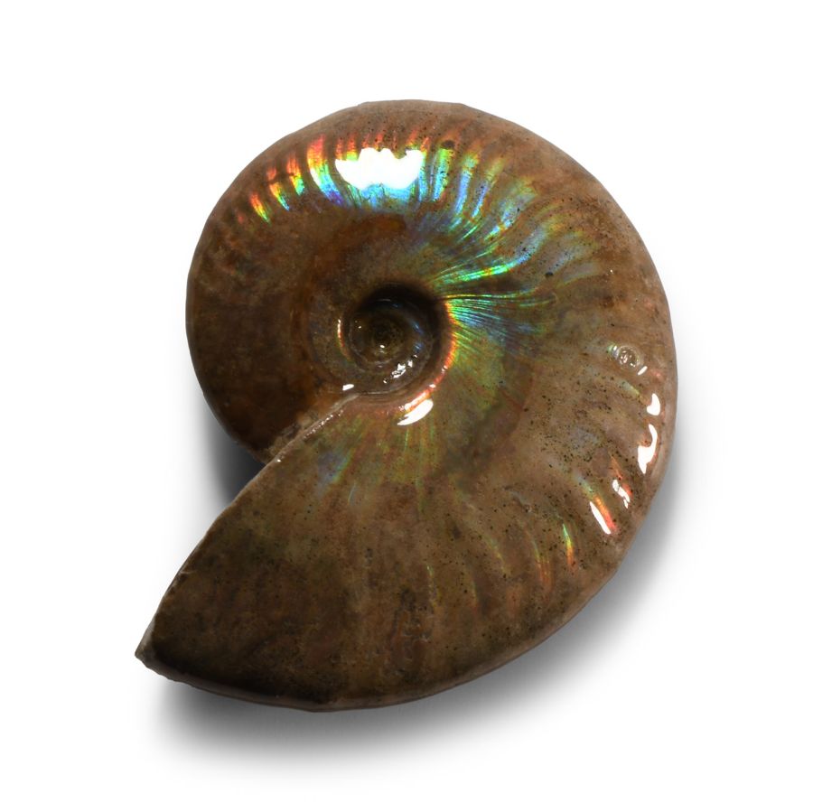 Natural History - Iridescent Rainbow Shell Ammonite