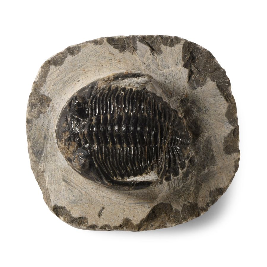 Natural History - Fossil Metcanthina Trilobite