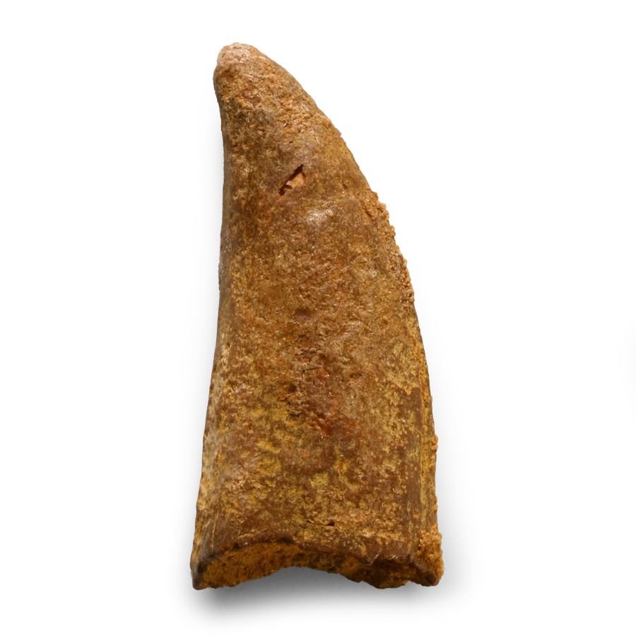 Natural History - Fossil Bahariasaurus Dinosaur Tooth