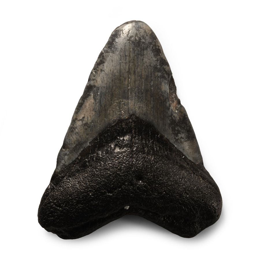 Natural History - Megalodon Giant Shark Fossil Tooth