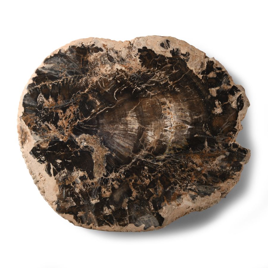 Natural History - Fossilised Wood Section