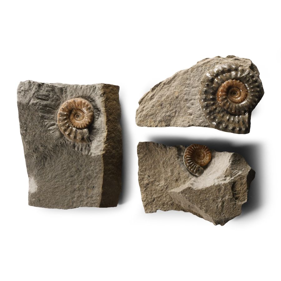 Natural History - British Microderoceras Fossil Ammonite Group