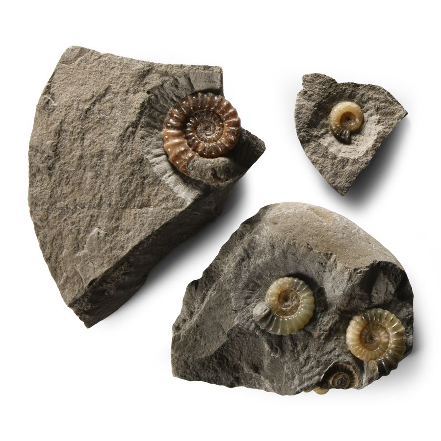 Natural History - British Promicroceras Fossil Ammonite Group