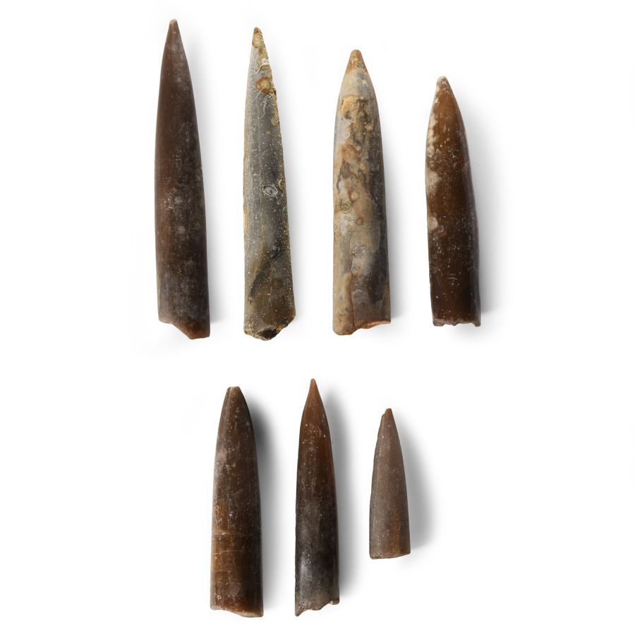 Natural History - British Fossil Belemnite Group
