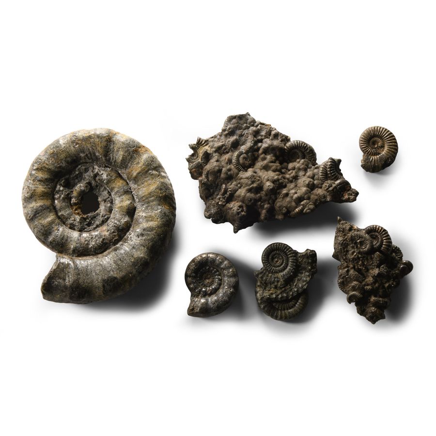 Natural History - British Mixed Pyrite with Ammonite Graveyards