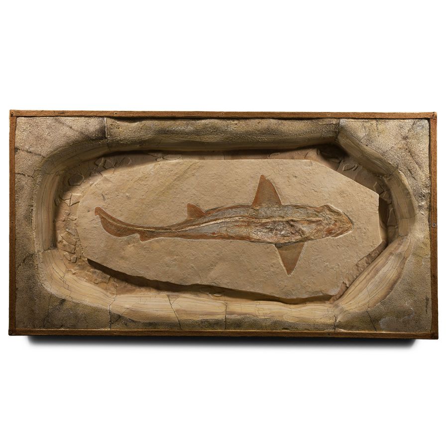 Natural History - Cretaceous Fossil Reef Shark