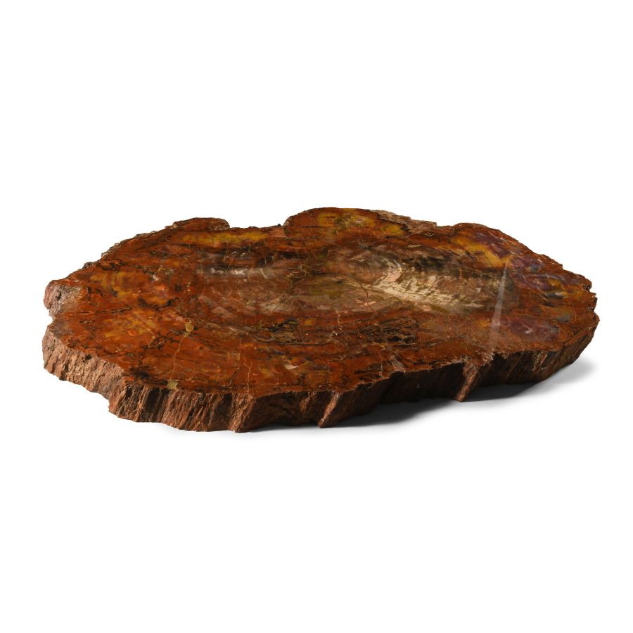 Huge Section of Fossilised 'Rainbow' Wood