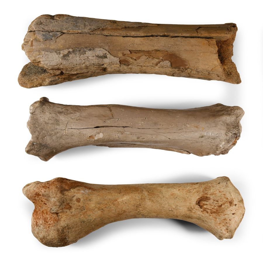 Natural History - Large British Woolly Rhinoceros Fossil Leg Bone Group